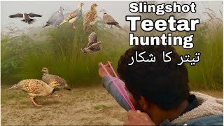 Teetar hunting slingshot [upl. by Barbur486]