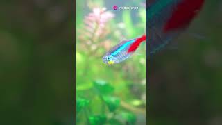 3 important rules for neon tetra breeding  aquarium fishtank [upl. by Onavlis]