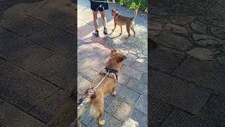 Giving treats to all the lovely doggies❤ pets doglover cute viewers highlights [upl. by Secundas]