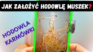 Jak Założyć Hodowlę Muszek Owocowych do Karmienia 🪰 Poradnik dla Hodowców [upl. by Curren]