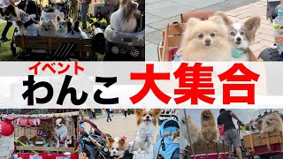 【犬イベント】横浜赤レンガ倉庫に大集合‼️＃dogvlogyokohama papiyonn Pomeranian [upl. by O'Toole]