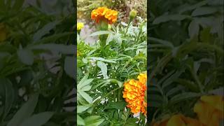 marigold flowers nature garden marigoldflower naturephotography plants gardening shortsfeed [upl. by Derfiniw]