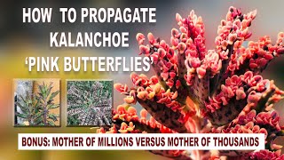 How to Propagate Kalanchoe ’Pink Butterflies’ and ’Mother of Millions vs Mother of Thousands’ [upl. by Ahtebbat327]