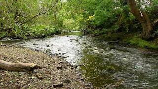 Water of Leith September 29 2024 [upl. by Portuna170]