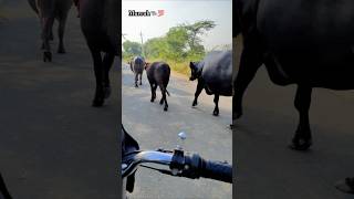 Murrah Bhesh🐃❤️‍🔥 murrahbhains villagelife 5starmurrah dailyvlog shortsf kumawatpushkar007 [upl. by Raney]