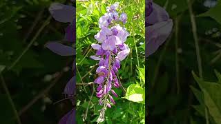 morsalkim çiçeği wisteria sinensis [upl. by Urquhart]