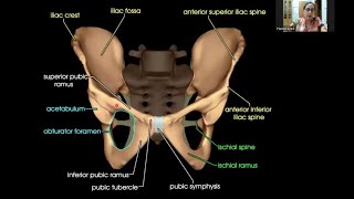 Gluteal Region  Gross Anatomy [upl. by Nylirek]