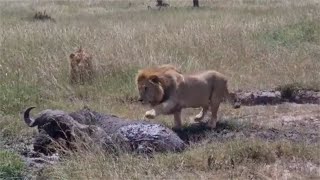 Lion gives buffalo the fright of his life [upl. by Nilde387]