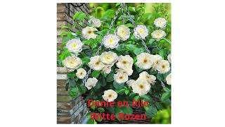 Danie en Alie Witte Rozen [upl. by Ursula]