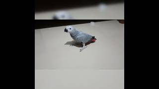 Gray Parrot Kuttu My life Dream bird ❣️ [upl. by Llaccm]