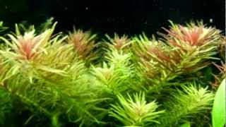 Limnophila Aromatica  Rice Paddy Herb [upl. by Nitin]