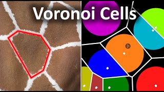 Why this pattern shows up everywhere in nature  Voronoi Cell Pattern [upl. by Trisha726]