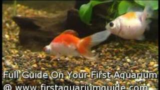 GoldFish An Introduction [upl. by Anned479]