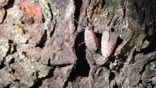 SPOTTED LANTERNFLY Lycorma delicatula Infestation in Berks county Pa [upl. by Bowen817]