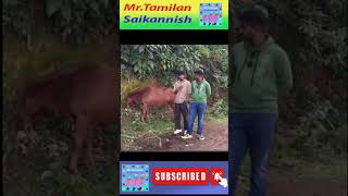 Enna Kanda Kevalama Irukula shorts MrTamilanSaikannish [upl. by Wiencke538]