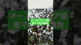 OJ Garden ハーデンベルギア春の花gardeningflowers [upl. by Cohberg]