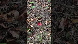 Fly agaric Amanita muscaria  September 2024 [upl. by Alliuqet]