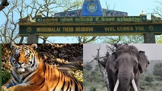 Mudumalai forest safari  masinagudi  Jeep Safari  Elephant chasing  T23 Tiger Attack  Ooty [upl. by Trin]