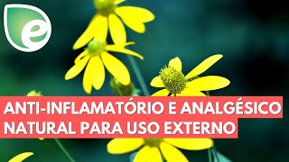 Conheça os benefícios da arnica [upl. by Darrill907]