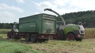 Maishäckseln 2024 in Oststeiermark mit Class Jaguar960 und Orbis 750 und 6 Stück Fendt und anderen T [upl. by Philemol]