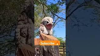 Potoo Bird Video 😍 shorts factsinhindi facts factshorts dadajifacts potoo birds bird fact [upl. by Aerdnahs701]