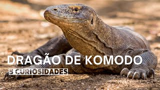 Dragão de Komodo  5 Curiosidades [upl. by Ybbor344]