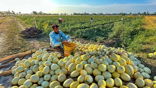 Worlds Sweetest Fruit  Melon Harvest 2023 [upl. by Kalikow]