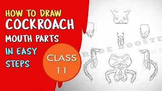 How to draw MOUTH PARTS OF COCKROACH in easy steps 11th Biology diagrams Grade booster [upl. by Anhej951]