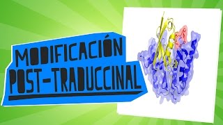 Modificaciones posttraduccionales de las proteínas  Biología  Educatina [upl. by Llecrep97]