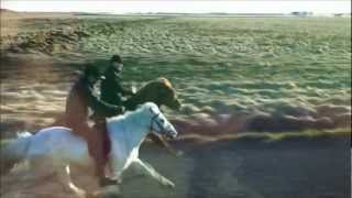 Icelandic horses racing in full gallop [upl. by Nylzaj]