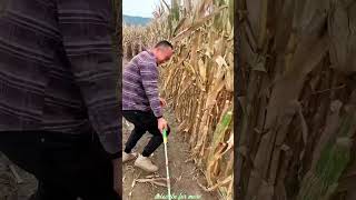 Essential Tools for Rural Farmer  Practical Use of Farming 🌽🌽Tools shorts youtubeshorts [upl. by Kelvin]