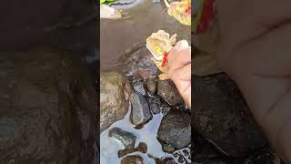 How  SNAKEHEAD FISH  SNAKEHEAD FISH shorts fish channa viralvideo [upl. by Handbook]