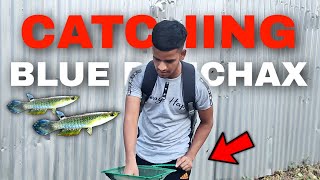 Dont Buy KilliFish Just Catch It  Catching Aquarium Fish From Wild [upl. by Euqinue]