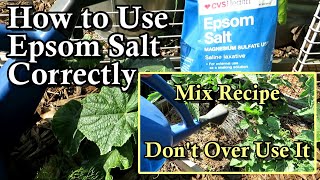 How to Correctly Use Epsom Salt on Cucumber amp Tomato Plants with Mix Recipe Dont Over Use it [upl. by Lorimer]