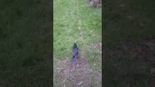 walk around the allotment with crow [upl. by Irving]