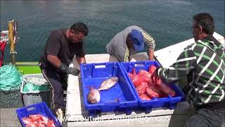 Unloading the fish  Descarregar o peixe [upl. by Hadrian]