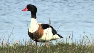 Brandgans  Tadorne de Belon  Common shelduck [upl. by Arad128]