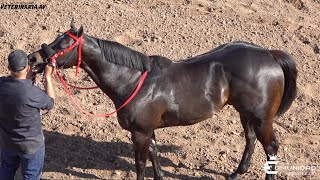 POR LA CORONA👑 DE SONORA⭐Somoza 🆚Mufasa⭐ Hipodromo de Hermosillo SON [upl. by Stanley]