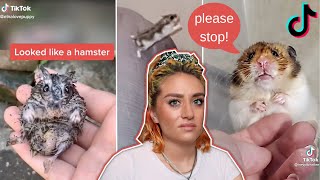 TikTokers Abuse Hamsters For Views [upl. by Eimia159]