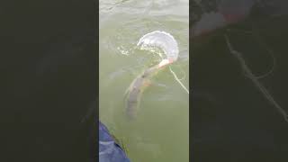 Red fish fishing shortvideo telugu fishing video 🐠🐳🐟🐳 [upl. by Bennink464]