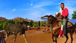 ¡TOROS BRAVOS BUSCA CABALLOS HILARIO CABEZAS VS EL PAISA DEL ATRAVESAÑO JARIPEO ETUCUARO MICH 2024 [upl. by Yesnikcm]