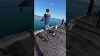 Portsea pier Squid Everywhere 😱 like fishing support youtube fyp 2024 [upl. by Vallonia]