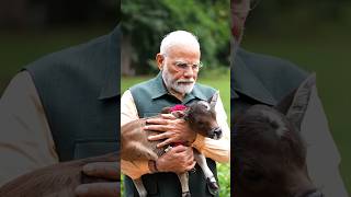 PM Modi welcomes ‘Deepjyoti’ a new member in the family at 7 Lok Kalyan Marg  shorts [upl. by Kohcztiy618]