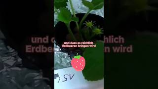 Erdbeeren in Hydroponicbox anbauen [upl. by Corny]