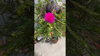 Portulaca Plant gardening viralvedio portulaca [upl. by Orms698]