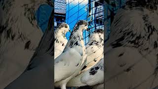 New video kabootar bazi pigeons group India top breed [upl. by Deming619]