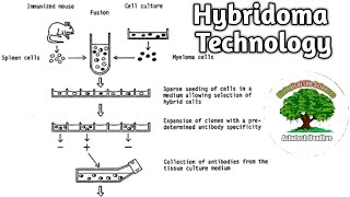 Hybridoma Technology for Monoclonal Antibodies Production BiologicalLifesciences [upl. by Drandell]