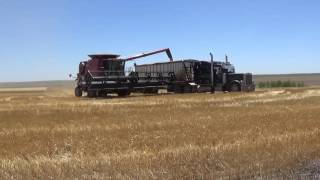 Wheat Harvest near Haxtun Colorado  July 2016 [upl. by Alrahc823]