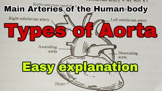 main Arteries of the Human bodyAortaThoracic aortaAbdominal aortaBranches of the Aorta new [upl. by Zadack]