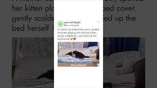 🐈 Cat scolding her baby is so cute ♥️  Learn with Shaykh💡life facts trending shorts ytshorts [upl. by Retsel]